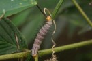 Butterfly Caterpillar, Monteverde